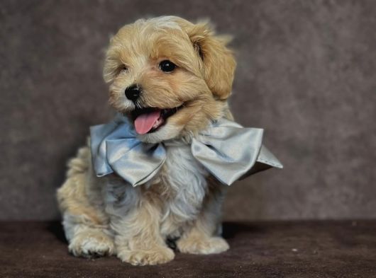 Safkan Malti̇poo Yavrulari görsel