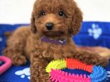 BABY FACE YÜZ YAPILI TOY POODLE YAVRULAR