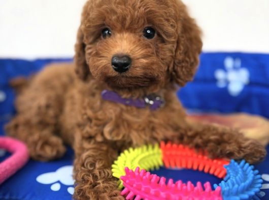 Baby Face Yüz Yapili Toy Poodle Yavrular