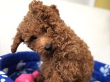 Baby Face Yüz Yapili Toy Poodle Yavrular