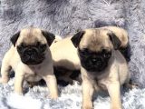 SAFKAN PUG MOPS YAVRULARI