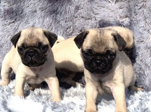 Safkan Pug Mops Yavrulari