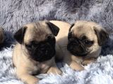 Safkan Pug Mops Yavrulari