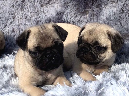 Safkan Pug Mops Yavrulari görsel