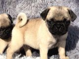 Safkan Pug Mops Yavrulari