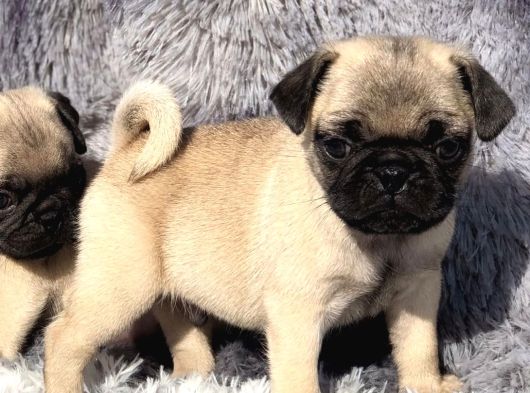 Safkan Pug Mops Yavrulari görsel