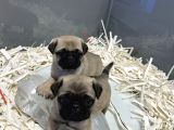 0 BURUN PUG BEBEKLER