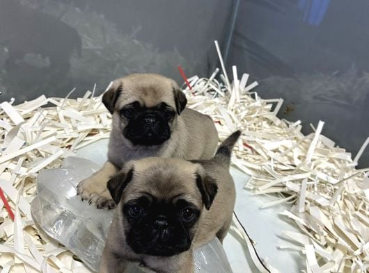 0 Burun Pug Bebekler