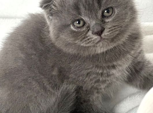Minik Pofuduk Kıvrık Kulaklı Bebekler görsel