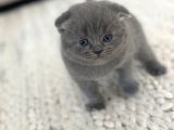 Minik pofuduk kıvrık kulaklı bebekler