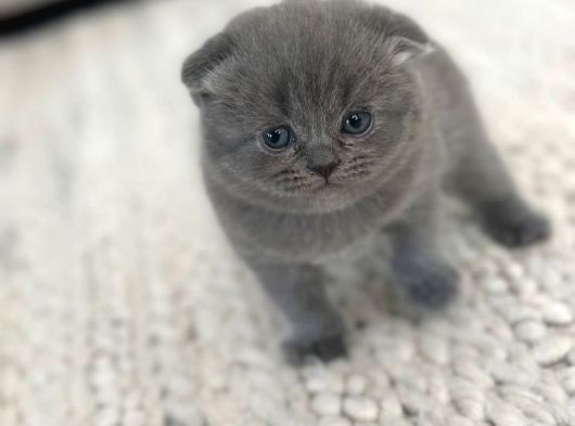 Minik Pofuduk Kıvrık Kulaklı Bebekler