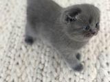 Minik Pofuduk Kıvrık Kulaklı Bebekler