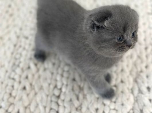 Minik Pofuduk Kıvrık Kulaklı Bebekler görsel