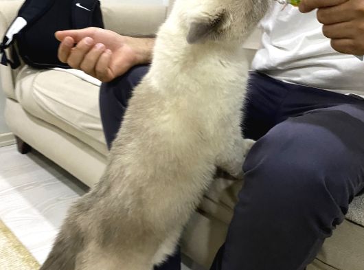 Müslüme Acil Yuva Aranıyor görsel