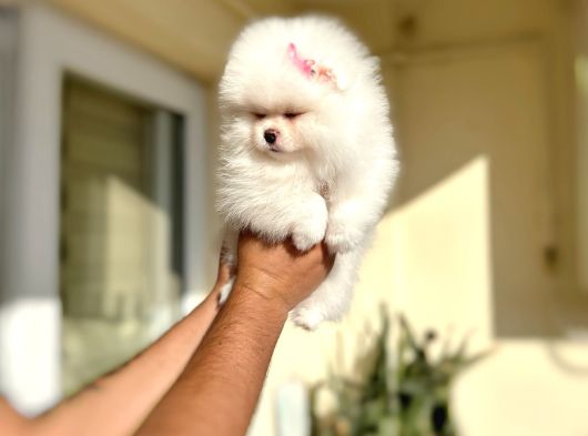 Kar Beyaz Kisa Burun Muhteşem Di̇şi̇ görsel