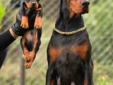 Kalıplı Kalitenin En Iyisi Doberman Yavrular
