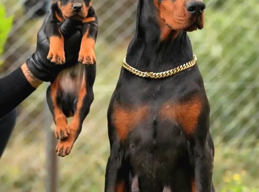 Kalıplı Kalitenin En Iyisi Doberman Yavrular görsel
