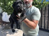 Minik Dev Cane Corso Yavrular