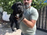 Minik Dev Cane Corso Yavrular