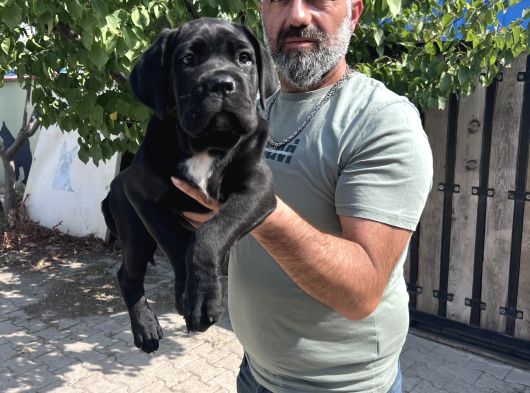 Minik Dev Cane Corso Yavrular görsel