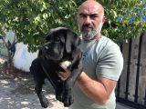 Minik Dev Cane Corso Yavrular