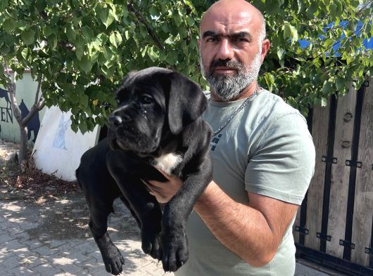 Minik Dev Cane Corso Yavrular görsel