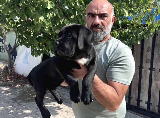 Minik Dev Cane Corso Yavrular görsel
