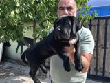 Minik dev cane corso yavrular