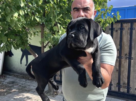 Minik Dev Cane Corso Yavrular