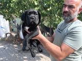 Minik Dev Cane Corso Yavrular