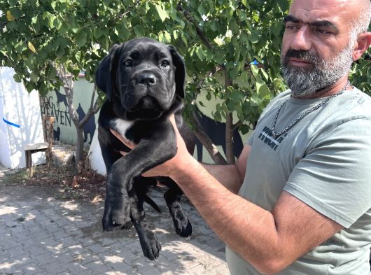 Minik Dev Cane Corso Yavrular görsel