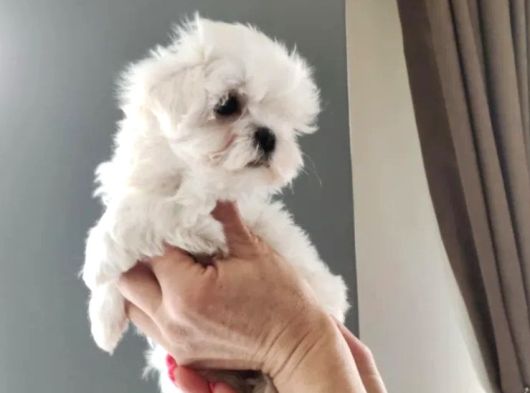 Safkan Maltese Yavrular görsel