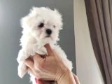 Safkan maltese yavrular