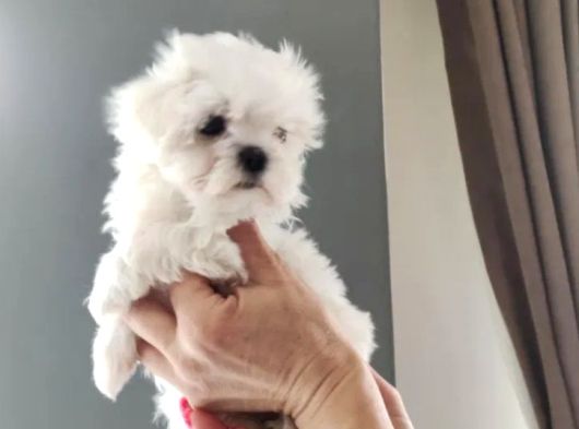 Safkan Maltese Yavrular