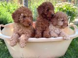 Adrese teslim imkanı toy poodle yavrular