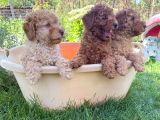 Adrese Teslim Imkanı Toy Poodle Yavrular