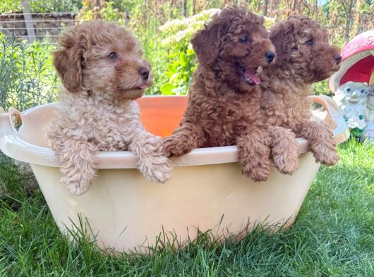 Adrese Teslim Imkanı Toy Poodle Yavrular görsel
