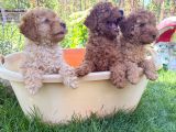 Adrese Teslim Imkanı Toy Poodle Yavrular