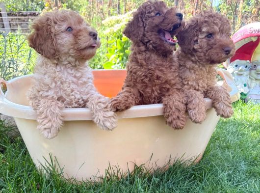 Adrese Teslim Imkanı Toy Poodle Yavrular görsel