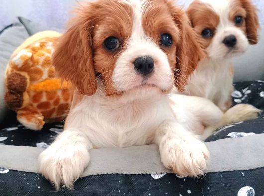 Cavalier King Charles Irkının En Iyisi