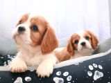 Cavalier King Charles Irkının En Iyisi