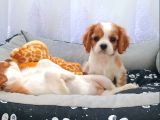 Cavalier King Charles Irkının En Iyisi