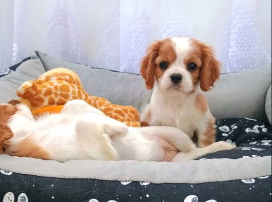 Cavalier King Charles Irkının En Iyisi görsel