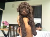 Toy Poodle 3 Aylik Hari̇ka Redbrown Yavrular Tesli̇me Hazir