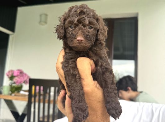 Toy Poodle 3 Aylik Hari̇ka Redbrown Yavrular Tesli̇me Hazir görsel