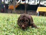 Toy Poodle 3 Aylik Hari̇ka Redbrown Yavrular Tesli̇me Hazir
