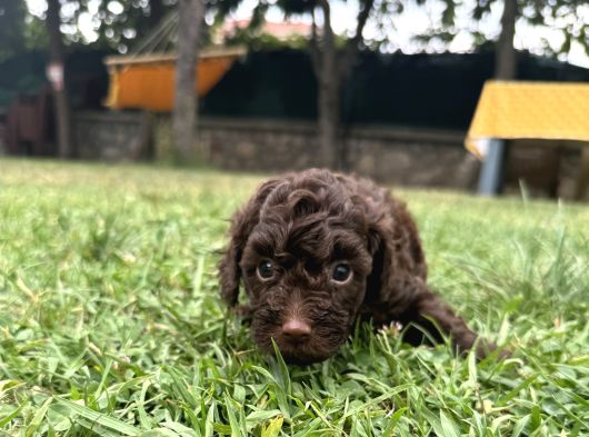 Toy Poodle 3 Aylik Hari̇ka Redbrown Yavrular Tesli̇me Hazir görsel