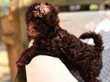 Toy Poodle 3 Aylik Hari̇ka Redbrown Yavrular Tesli̇me Hazir