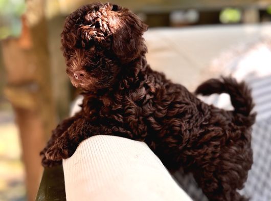 Toy Poodle 3 Aylik Hari̇ka Redbrown Yavrular Tesli̇me Hazir görsel
