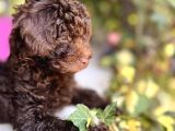 Toy Poodle 3 Aylik Hari̇ka Redbrown Yavrular Tesli̇me Hazir